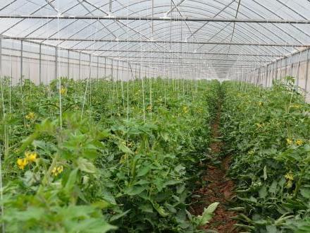 驚！山西某智能農業終于擁有大棚溫濕度監控系統